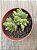 Crassula ausensis - Imagem 3
