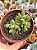 Crassula ausensis - Imagem 1