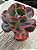 Echeveria meridian G - Imagem 2