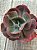 Echeveria meridian G - Imagem 3