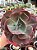 Echeveria meridian G - Imagem 1