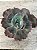 Echeveria meridian G - Imagem 1