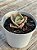 Echeveria Sweet snow variegata - Imagem 2