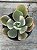 Echeveria Sweet snow variegata G - Imagem 1