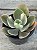 Echeveria Sweet snow variegata G - Imagem 2
