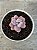 Graptopetalum amethystinum P - Imagem 1