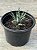 Haworthia fasciata Alba ‘Super zebra’ - Imagem 3