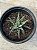 Haworthia fasciata Alba ‘Super zebra’ - Imagem 2