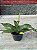 Orquidea Paphiopedilum Maudiae (Callosum Albo x Lawrenceanum) - Sapatinho - Imagem 3