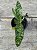 Orquidea Paphiopedilum Maudiae (Callosum Albo x Lawrenceanum) - Sapatinho - Imagem 1