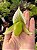 Orquidea Paphiopedilum Maudiae (Callosum Albo x Lawrenceanum) - Sapatinho - Imagem 2
