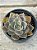 Echeveria rubra - Imagem 1