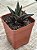 Haworthia limifolia 'Fairy Washboard' - Imagem 2