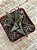 Haworthia limifolia 'Fairy Washboard' - Imagem 3