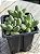 Pachyphytum compactum (diamante) colônia - Imagem 2
