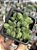 Pachyphytum compactum (diamante) colônia - Imagem 1