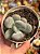 Pachyphytum blue haze - Imagem 1