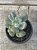 Pachyphytum blue haze monstruoso - Imagem 1