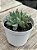 Echeveria olivine - Imagem 2