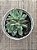 Echeveria olivine - Imagem 3