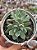 Echeveria olivine - Imagem 1