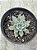 Echeveria olivine - Imagem 1