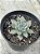 Echeveria olivine - Imagem 2