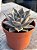 Echeveria serengeti - Imagem 2