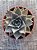 Echeveria serengeti - Imagem 3