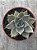 Echeveria serengeti - Imagem 1
