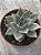 Echeveria serengeti - Imagem 2