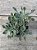 Senecio kleiniiformis - Imagem 1