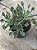 Senecio kleiniiformis - Imagem 2