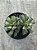 Adromischus poellnitzianus - Imagem 1
