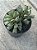 Adromischus poellnitzianus - Imagem 2