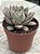 Echeveria punita - Imagem 2