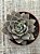 Echeveria punita - Imagem 3