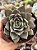 Echeveria punita - Imagem 1