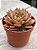 Echeveria punita - Imagem 2