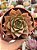 Echeveria punita - Imagem 1