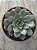 Echeveria punita - Imagem 1