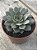 Echeveria punita - Imagem 2