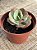 Echeveria ice age variegata G - Imagem 3