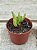 Adromischus filicaulis green - Imagem 2