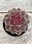 Echeveria perle pink - Imagem 1