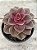 Echeveria perle pink - Imagem 2