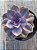 Echeveria perle pink - Imagem 3