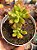 Echeveria macdougalli - Imagem 1