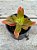 Crassula capitella ‘campfire’ - Imagem 1