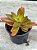 Crassula capitella ‘campfire’ - Imagem 2
